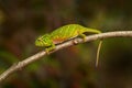 Chameleon Furcifer willsii in the nature habitat, Andasibe Mantadia NP in Madagascar. Green lizard on tree branch in the nature Royalty Free Stock Photo