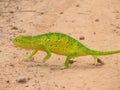 Chameleon in Gambia