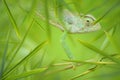 Chameleon in a Green Bamboo Thicket Royalty Free Stock Photo