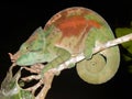 Chameleon, Green-brown color, Night shot with dark background. Madagascar Royalty Free Stock Photo