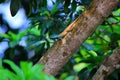 Chameleon green head lying on the clitoris after rain. Royalty Free Stock Photo