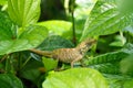 Chameleon on green leaf.