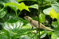 Chameleon on green leaf.