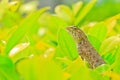 Chameleon Royalty Free Stock Photo