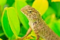 Chameleon Royalty Free Stock Photo