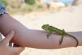Chameleon on hand Royalty Free Stock Photo