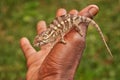 Chameleon in hand, people human, Furcifer pardalis, sitting on the tree branch in the nature habitat, Ranomafana NP. Endemic