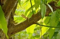 Chameleon hanging on mango tree in garden