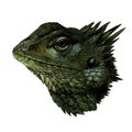 Chameleon head close up side profile