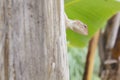 Chameleon hidden behind tree