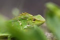 A chameleon hiding behind the leaves Royalty Free Stock Photo