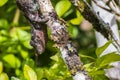 Chameleon hiding on a Branch