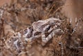 Chameleon hiding in bush