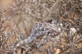 Chameleon hiding in bush