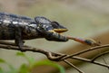 Chameleon at hunt insect. Long tongue chameleon. Madagascar. Close-up.