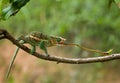 Chameleon at hunt insect. Long tongue chameleon. Madagascar. Close-up.