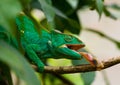 Chameleon at hunt insect. Long tongue chameleon. Madagascar. Close-up.