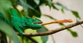 Chameleon at hunt insect. Long tongue chameleon. Madagascar. Close-up.