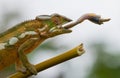 Chameleon at hunt insect. Long tongue chameleon. Madagascar. Close-up.