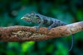 Chameleon hunting insect with long tongue. Exotic beautiful endemic green reptile with long tail from Madagascar. Wildlife scene