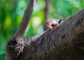 Chameleon in hunting mode