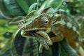 Chameleon hunts insects in the wild nature of Madagascar