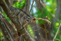 Chameleon hunts insects in the wild nature of Madagascar