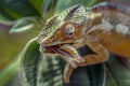 Chameleon hunts insects in the wild nature of Madagascar