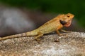 Chameleon Iguana Jungle Thailand