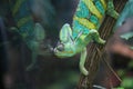 Chameleon and its mirror image