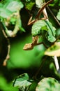 Chameleon lean out of bush Royalty Free Stock Photo