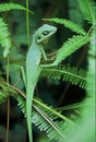 Chameleon Lizard