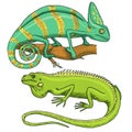 Chameleon Lizard, American green iguana, reptiles or snakes. herbivorous species. vector illustration for book or pet Royalty Free Stock Photo