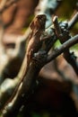 Lizard on a branch Royalty Free Stock Photo