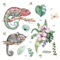 Chameleon Lizard and Mouse Lemur wildlife with tropical flowers Hand drawn watercolor isolated illustration on white Royalty Free Stock Photo