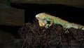 Chameleon Lizard , panther, catching insect, reptile, Chamaeleo using camouflage and walking. Concept of: Zoo, Wildlife, Hunter,