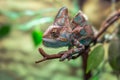 Chameleon lizard sitting on branch. Close-up view