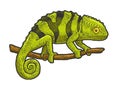 Chameleon lizard sketch vector illustration