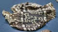 Chameleon lizard skin pattern in a museum Royalty Free Stock Photo
