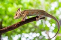 Chameleon lizard stand on wood in the garden with natural background.