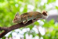 Chameleon lizard stand on wood in the garden with natural background.