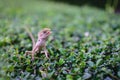 Chameleon or Lizard Royalty Free Stock Photo