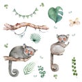 Mouse Lemur wildlife with tropical flowers Hand drawn watercolor isolated illustration on white background Royalty Free Stock Photo