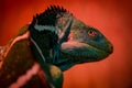 Chameleon Looking Back Royalty Free Stock Photo