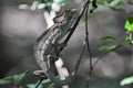 chameleon looking into the camera climbing on a twig in a forest in Madagascar