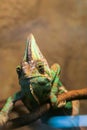 Chameleon looking directly at you both eyes on a stick