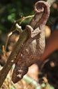 Chameleon in madagascar Royalty Free Stock Photo