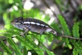 Chameleon from Madagascar