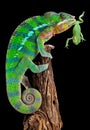 Chameleon mouthing frog Royalty Free Stock Photo