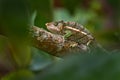 Chameleon in the nature habitat, Andasibe Mantadia NP in Madagascar. Calumma parsonii ssp. cristifer, Parson\'s